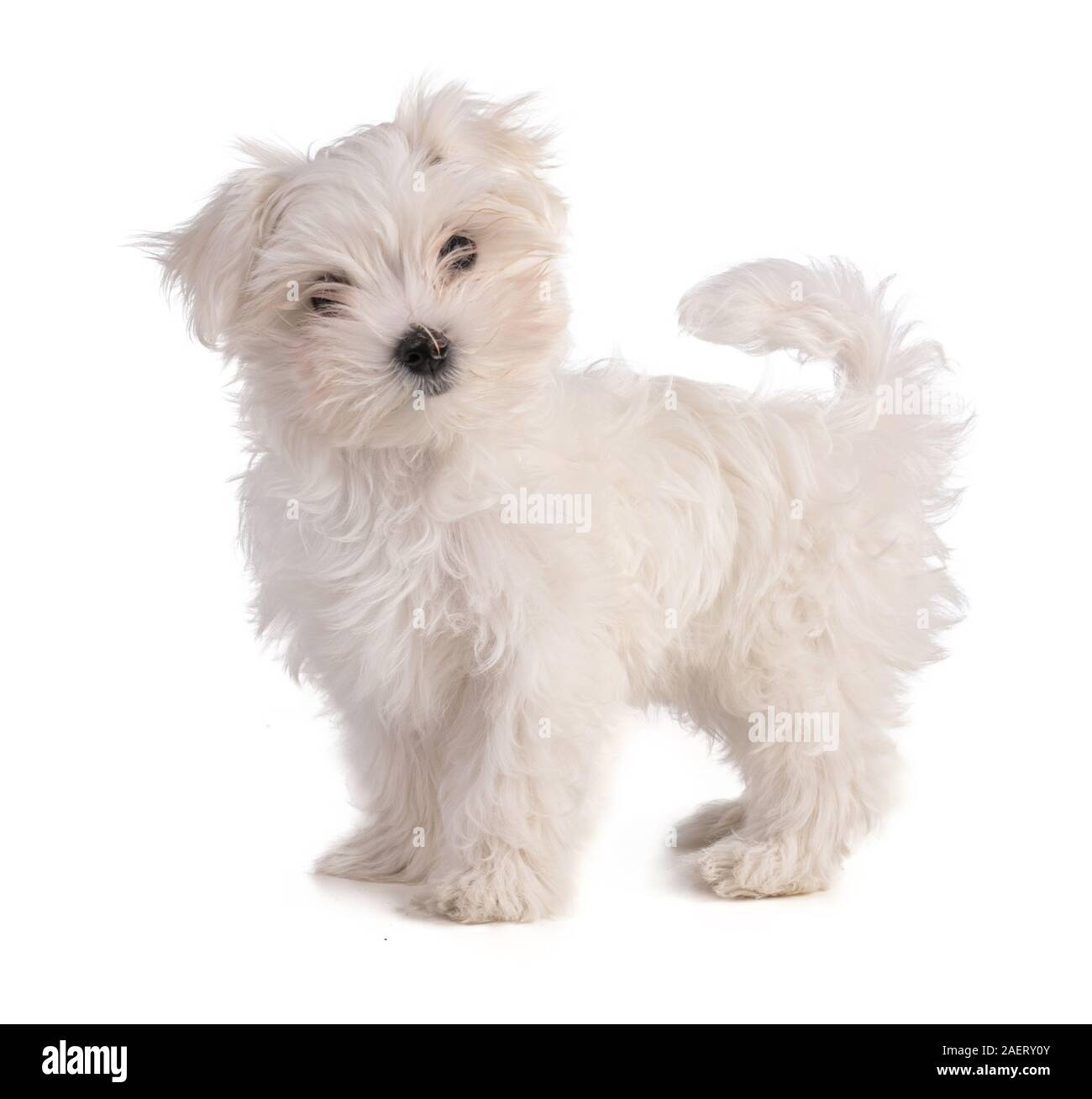 Il Maltese bichon cucciolo in piedi su sfondo bianco Foto stock - Alamy