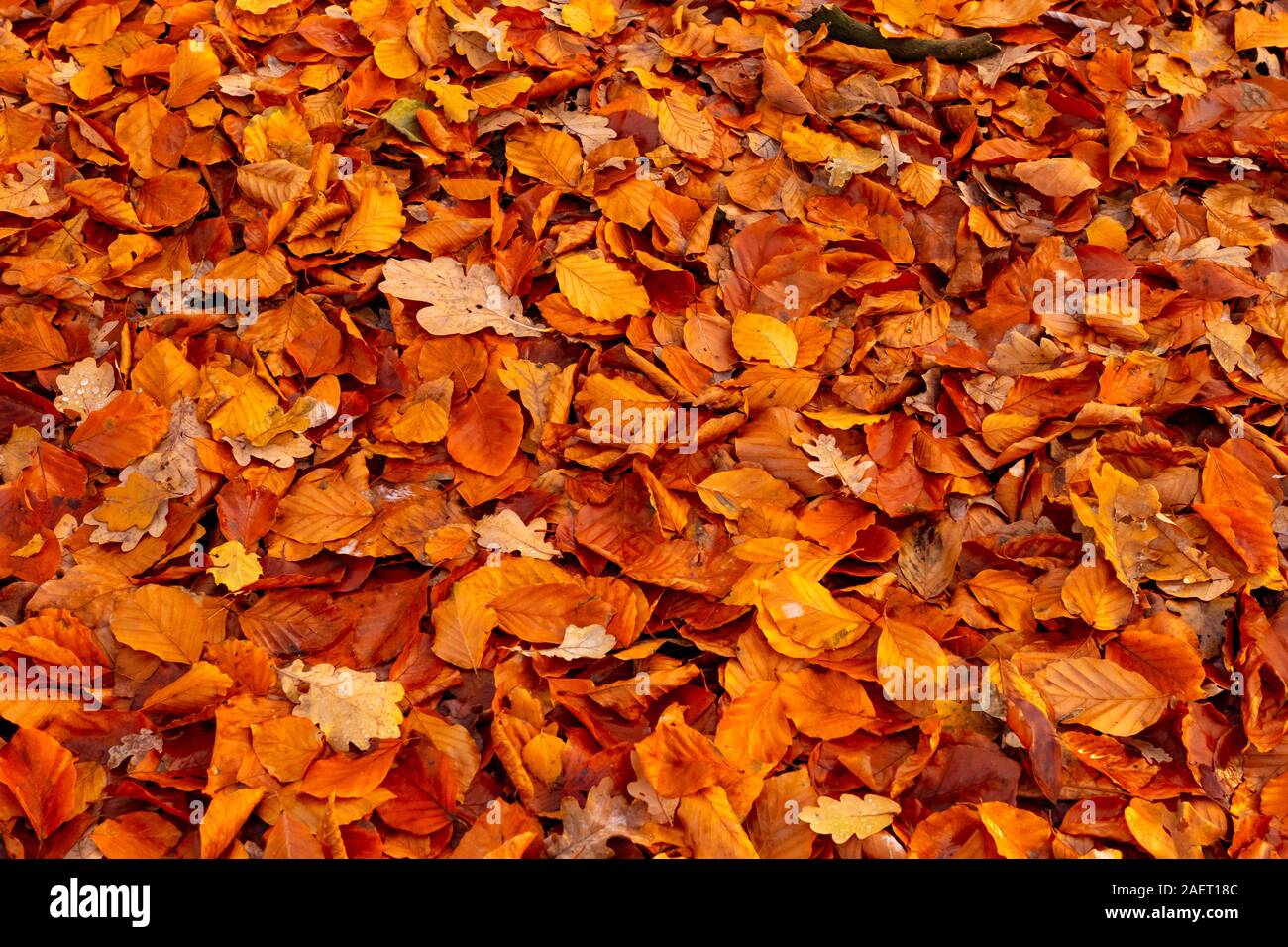 Essiccato depositatisi Foglie di autunno della stagione autunnale con bellissimi colori per lo sfondo Foto Stock