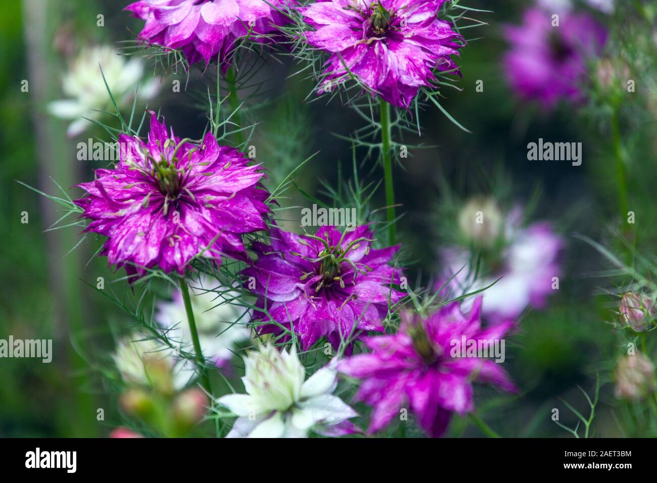 Nigella damascena Miss Jekyll amore-in-un-nebbia Foto Stock