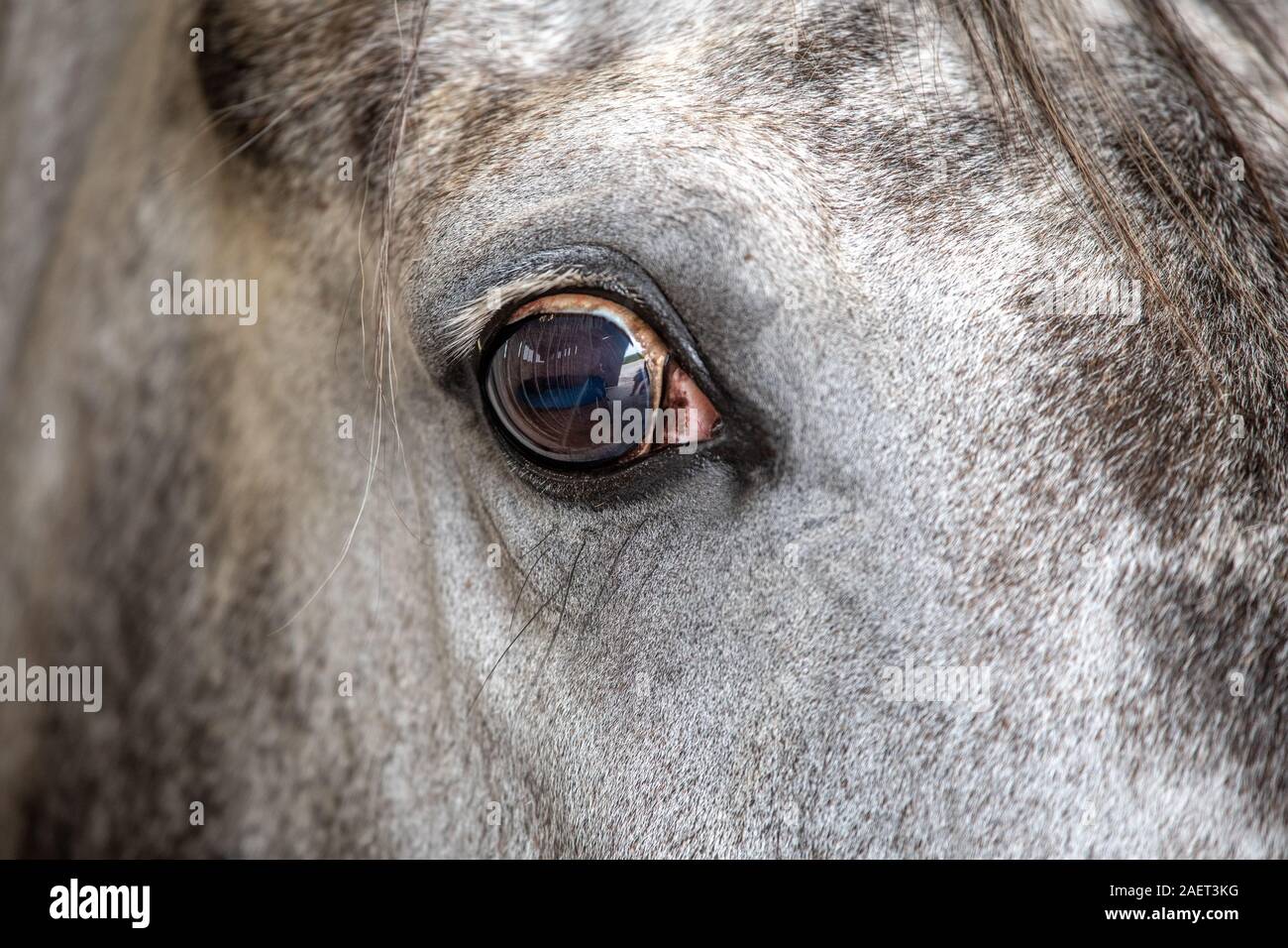 Middleham, Inghilterra - a chiudere un occhio di cavalli, nello Yorkshire, Regno Unito Foto Stock