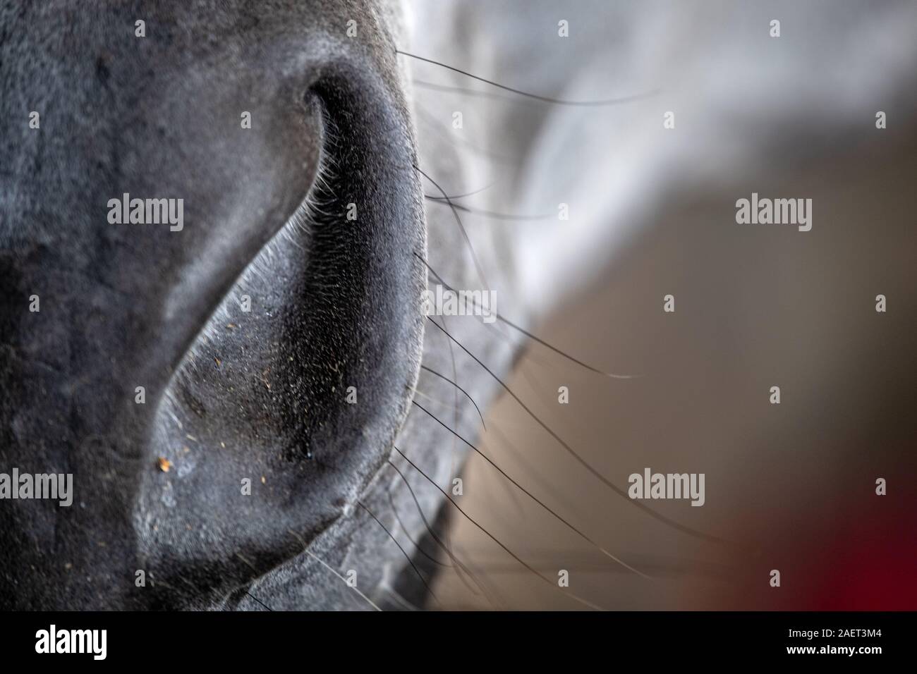 Middleham, Inghilterra - Close-up di un muso di cavalli, nello Yorkshire, Regno Unito Foto Stock