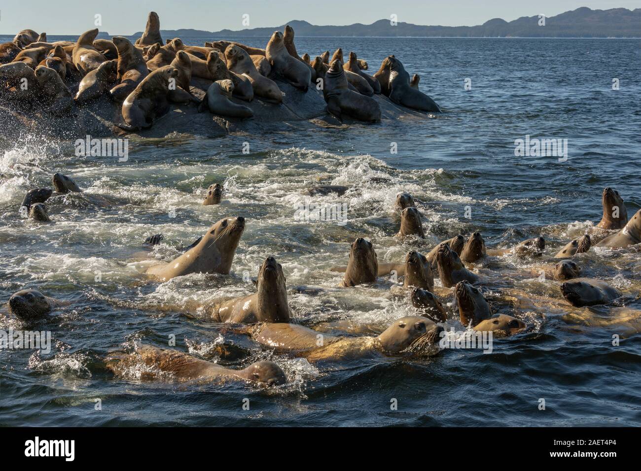 Giovani entusiasti di Steller leoni di mare vicino a Campania Isola, British Columbia Foto Stock