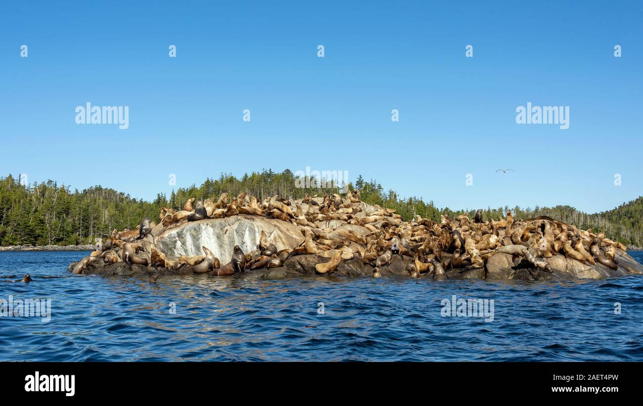 Grandi haulout di Steller di leoni di mare vicino a Campania Isola, British Columbia Foto Stock