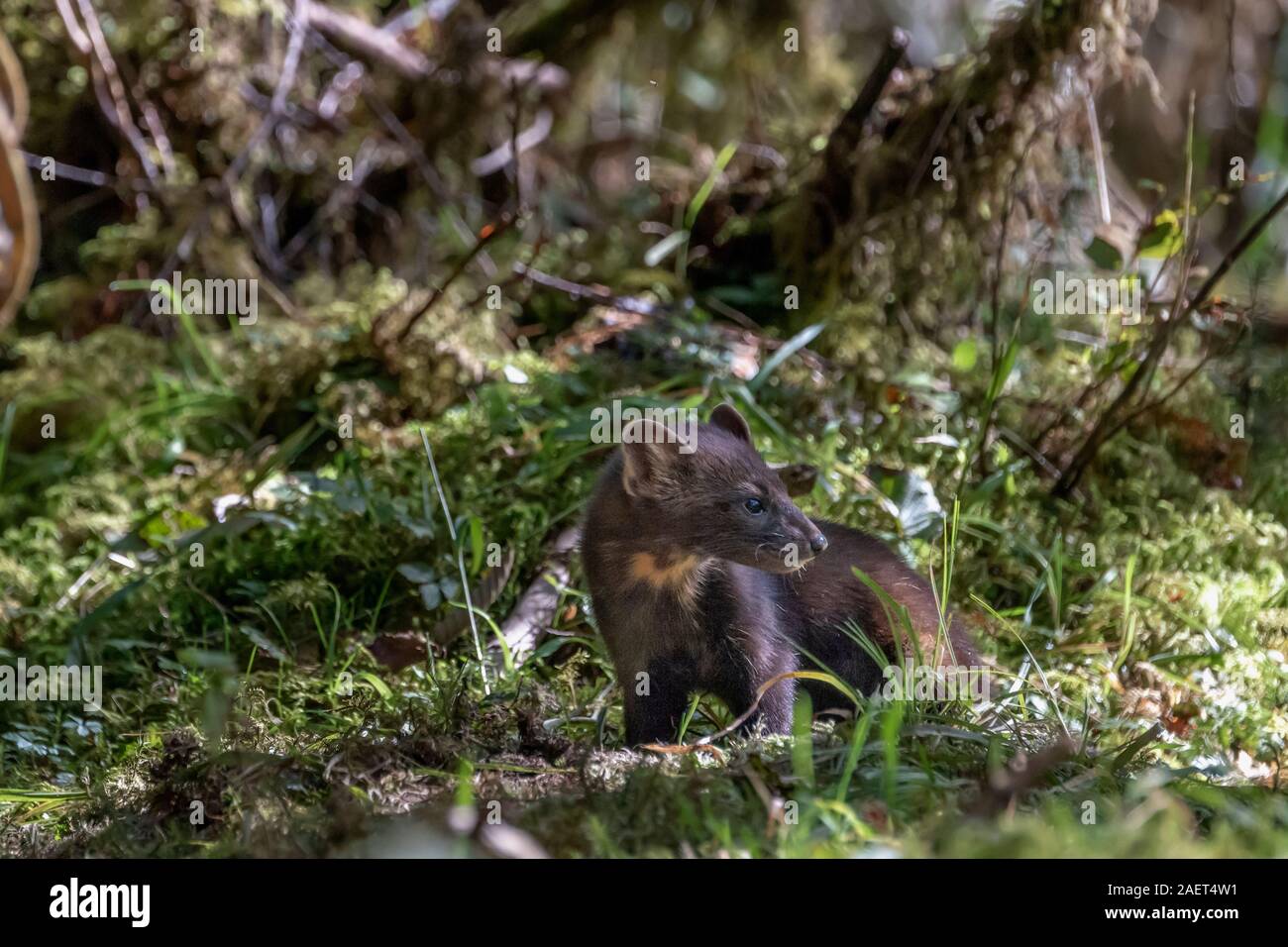 Martora (Martes americana) nella foresta, Gribbell Isola, British Columbia Foto Stock