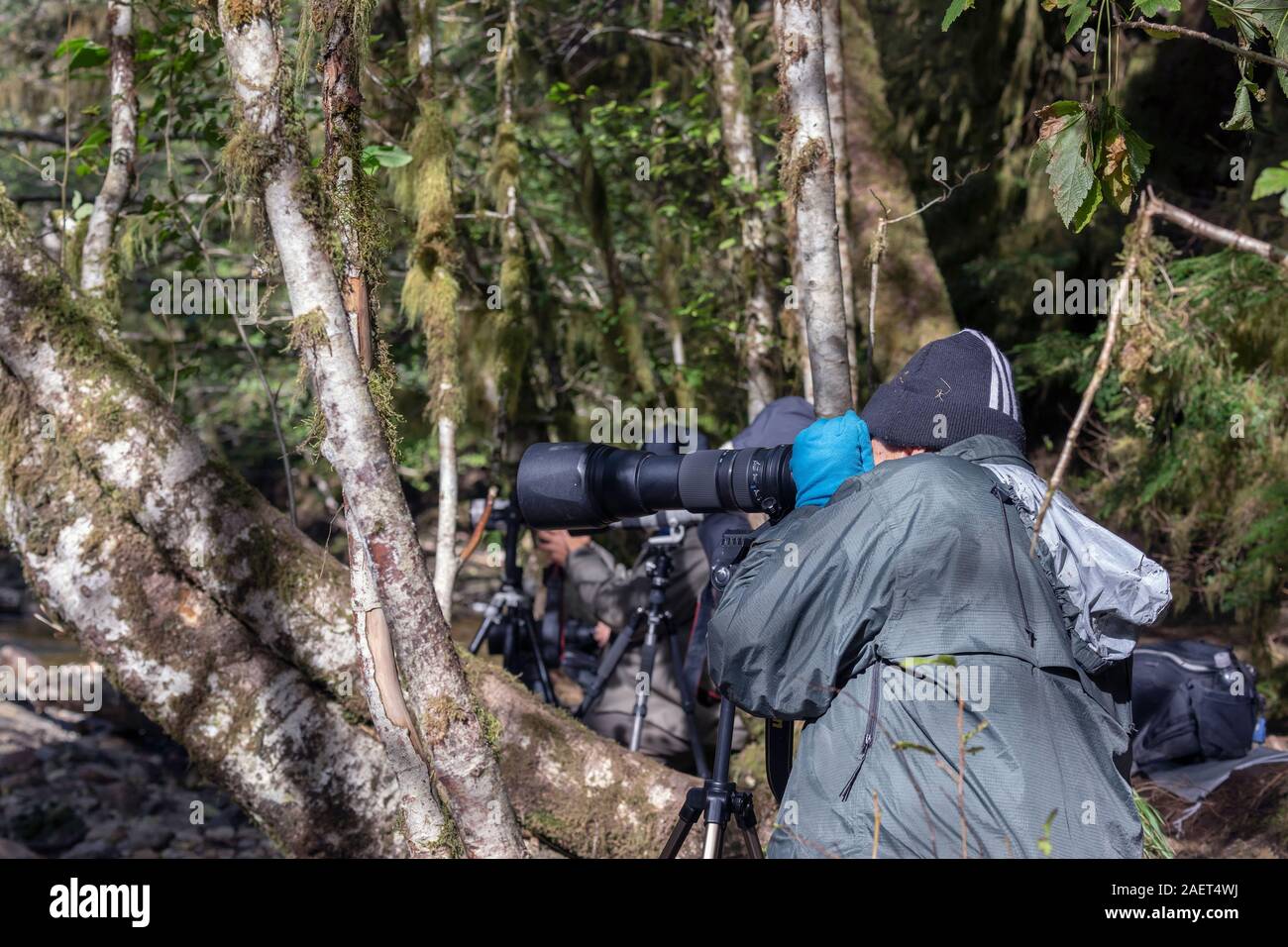 Fotografare la porta dalle rive di un salmone creek, Gribbell Isola, British Columbia Foto Stock