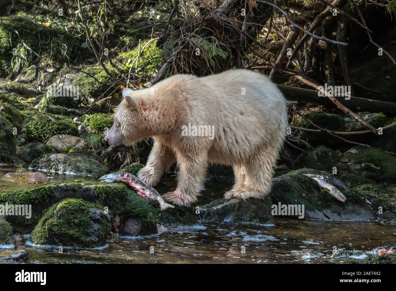 Spirito orso con carcasse di salmone, Gribbell Isola, British Columbia Foto Stock