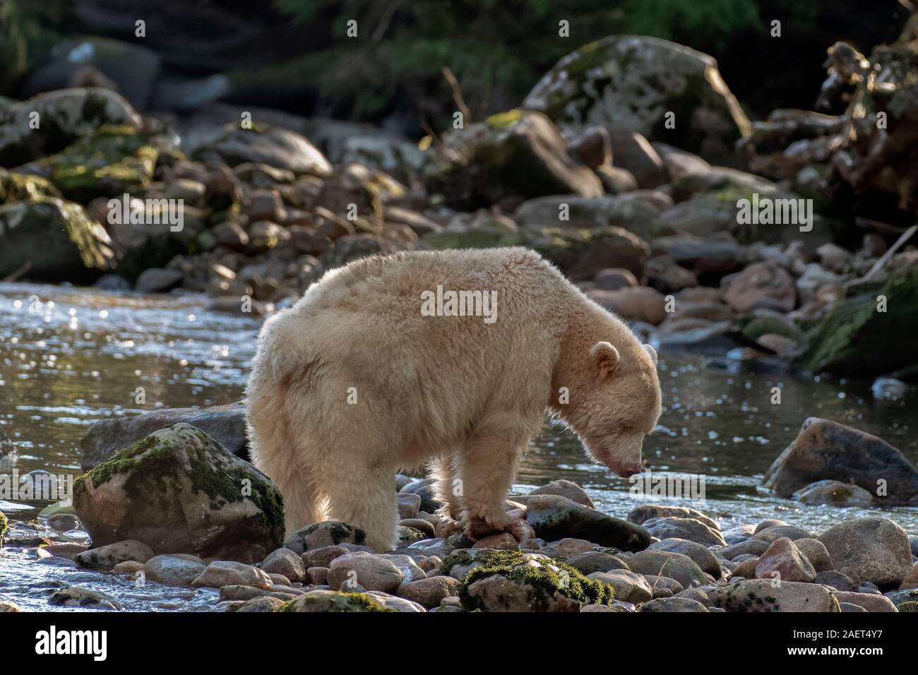 Kermode bear, fase di bianco, cercando di catturare un salmone, Riordan Creek, Gribbell Isola, British Columbia Foto Stock