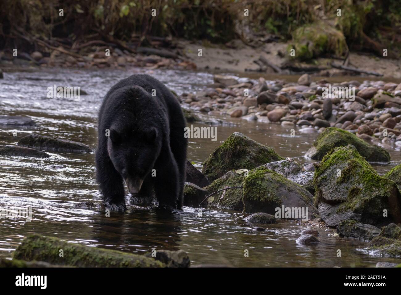 Black Bear (Ursus americanus Kermodei fase nero) per la pesca del salmone. Riordan Creek, Gribbell Isola, British Columbia Foto Stock