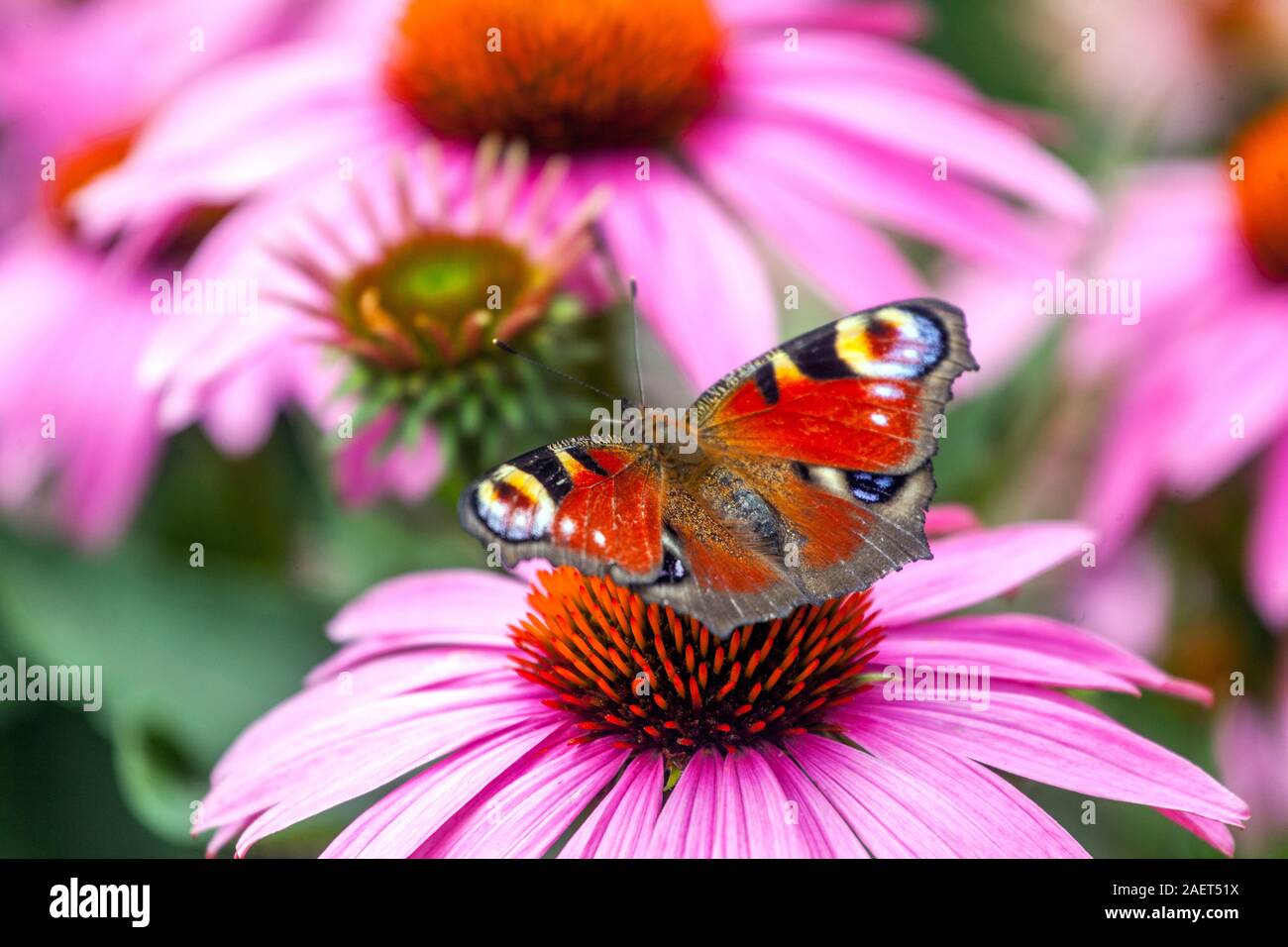 Peacock Butterfly giardino fiori nutrire nettare su fiore Inachis io seduto su un coneflower viola Foto Stock