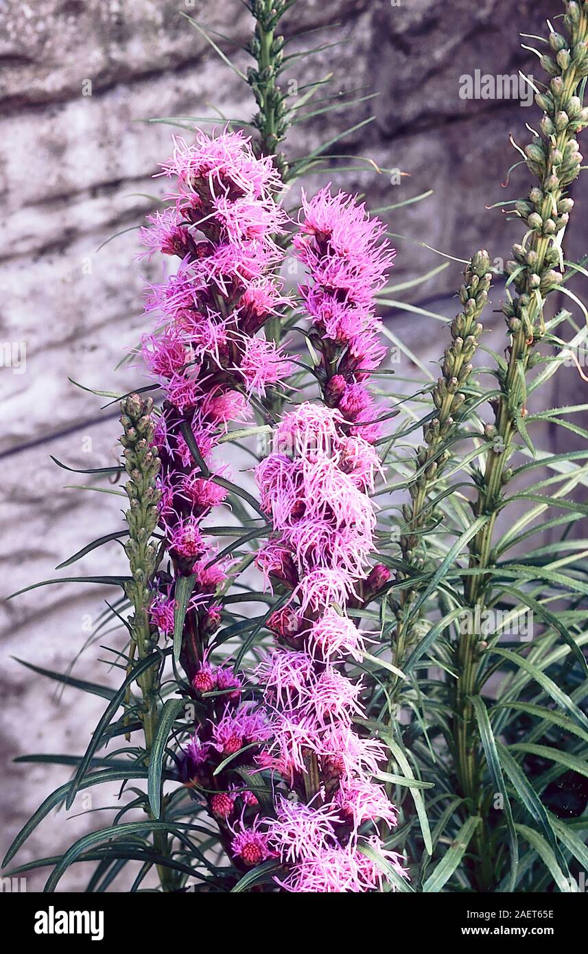 Liatris spicata floristan fiore violaceo Spike comincia a fiorire un completamente ardito perenne che è buono per le piante erbacee o bordi misti Foto Stock