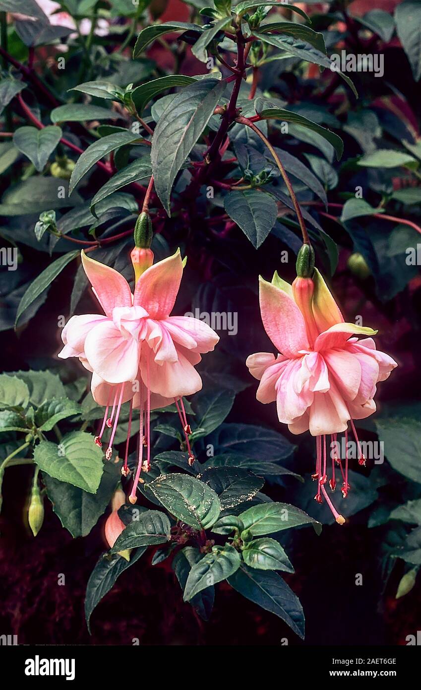 Vista ravvicinata di fiori fucsia Southgate. Un doppio rosa semi trailing deciduo fucsia con folte crescita. Ideale per appendere i cestini e contenitori Foto Stock