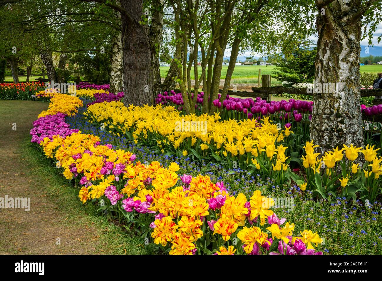 Letti di fiori al display Roozengaarde giardini vicino a Mount Vernon, Washington, Stati Uniti d'America. Foto Stock