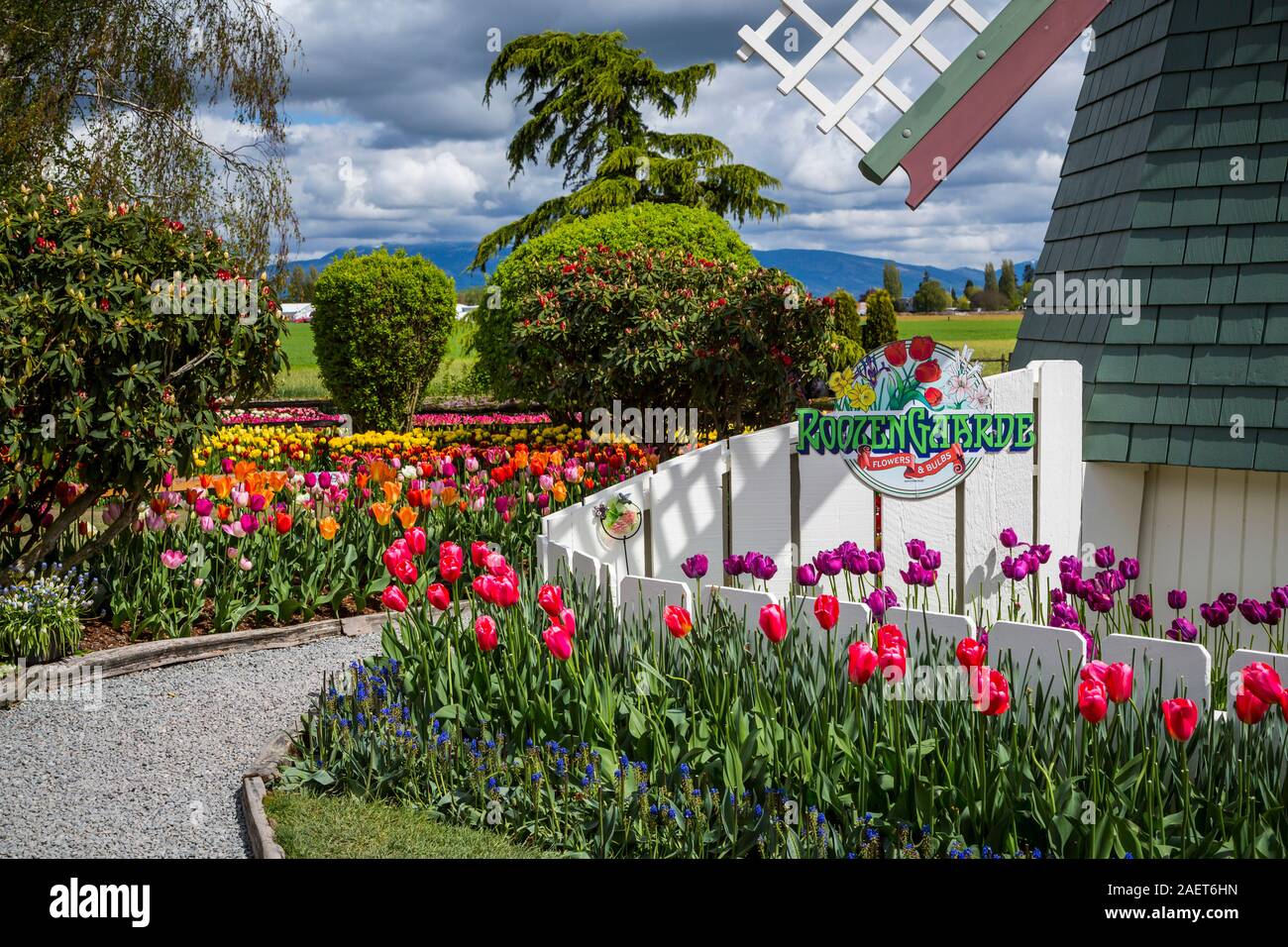Letti di fiori al display Roozengaarde giardini vicino a Mount Vernon, Washington, Stati Uniti d'America. Foto Stock Letti di fiori al display Roozengaarde giardini vicino a Mount Vernon, Washington, Stati Uniti d'America. Foto Stock