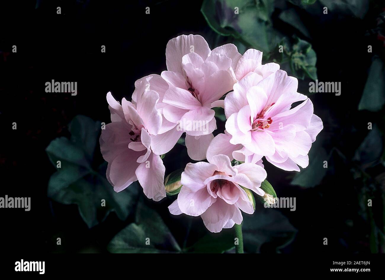 Ivy lasciava pelargonium Snow Queen con semi matrimoniale con rosa pallido e fiori bianchi. Un fronte di evergreen perenne che è offerta dal gelo. Foto Stock