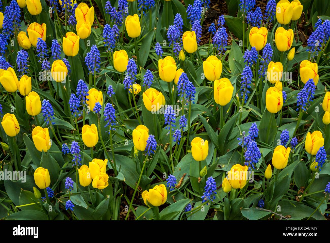 Letti di fiori al display Roozengaarde giardini vicino a Mount Vernon, Washington, Stati Uniti d'America. Foto Stock