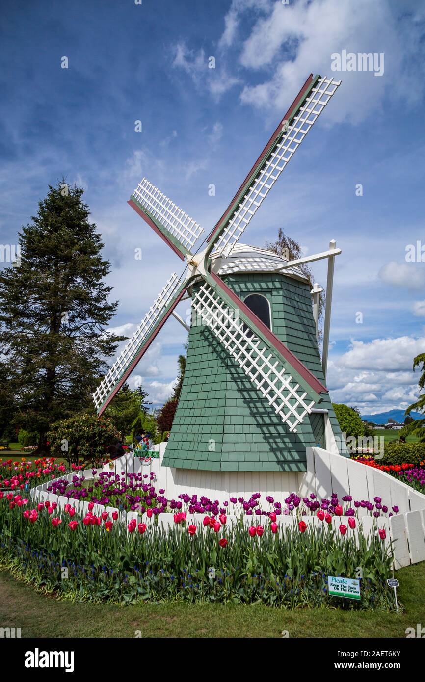 Letti di fiori al display Roozengaarde giardini vicino a Mount Vernon, Washington, Stati Uniti d'America. Foto Stock Letti di fiori al display Roozengaarde giardini vicino a Mount Vernon, Washington, Stati Uniti d'America. Foto Stock