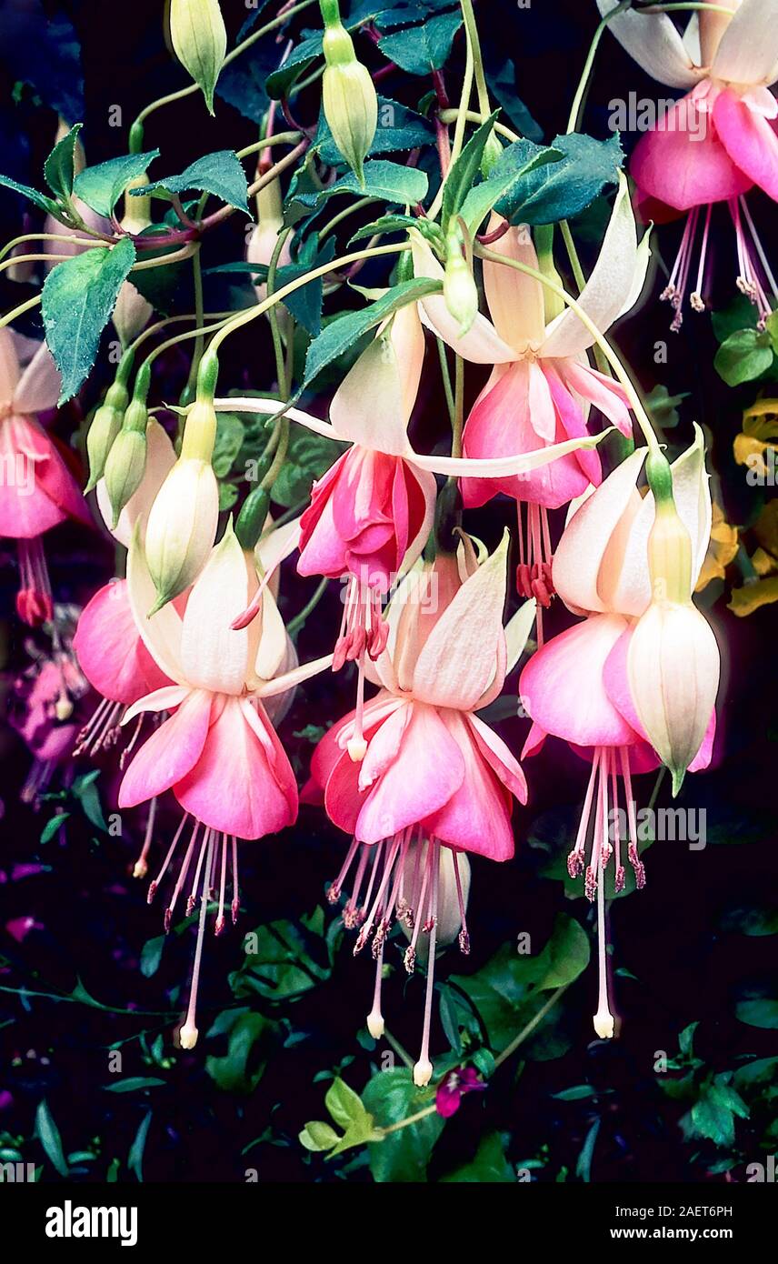 Close up di rosa fucsia tentazione. Un unico colore rosa e bianco trailing deciduo fucsia con folte crescita. Ideale per appendere i cestini e contenitori Foto Stock