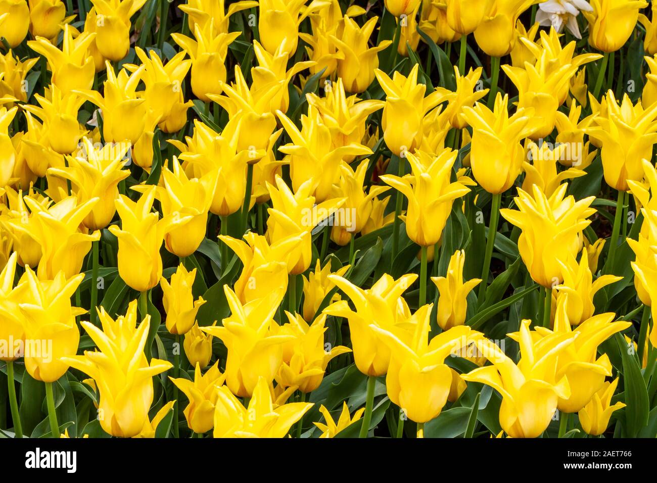 La molla i tulipani in fiore nel Skagit Valley vicino a Mount Vernon, Washington, Stati Uniti d'America. Foto Stock