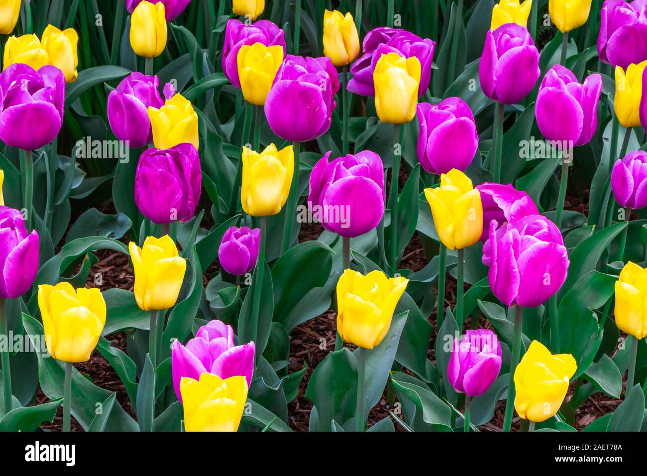 La molla i tulipani in fiore nel Skagit Valley vicino a Mount Vernon, Washington, Stati Uniti d'America. Foto Stock