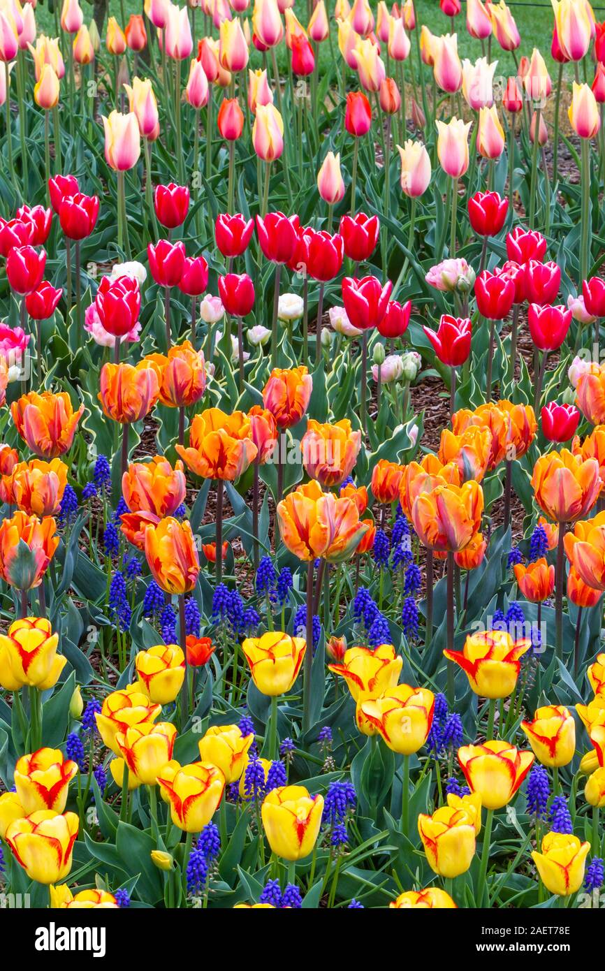 La molla i tulipani in fiore nel Skagit Valley vicino a Mount Vernon, Washington, Stati Uniti d'America. Foto Stock