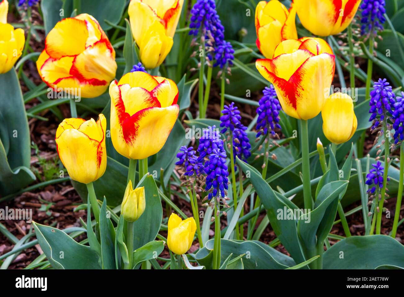 La molla i tulipani in fiore nel Skagit Valley vicino a Mount Vernon, Washington, Stati Uniti d'America. Foto Stock