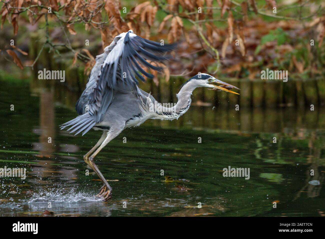 Graureiher (Ardea cinerea) Foto Stock