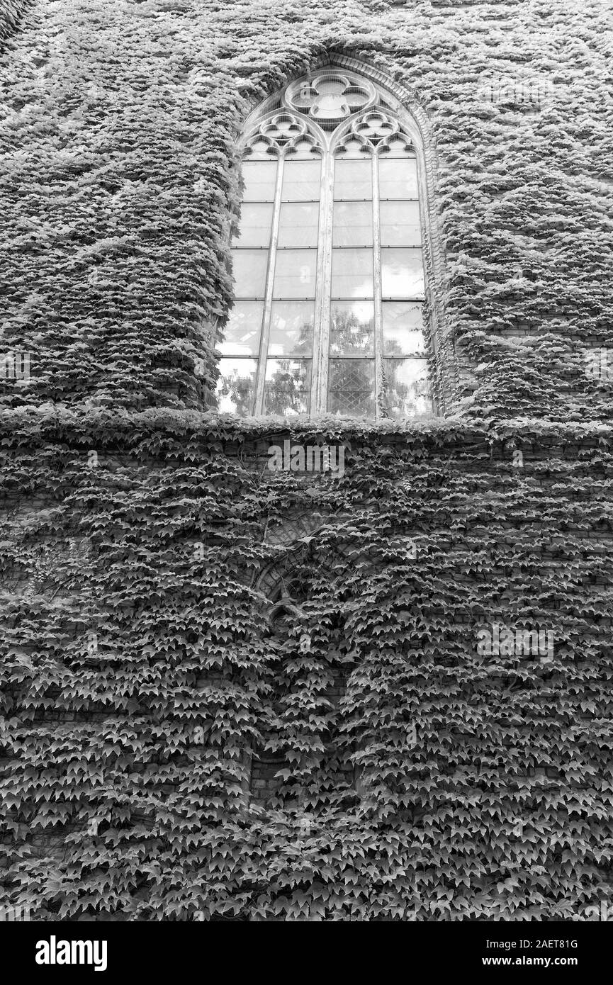 Crescente ivy o altri scalatori fino parete edilizia può avere molti vantaggi. Decorazioni naturali. Impianto di edera sulla parete dell'edificio. Foglie verdi Superficie con windows. Decorate con ivy. Verde parete di edera. Foto Stock