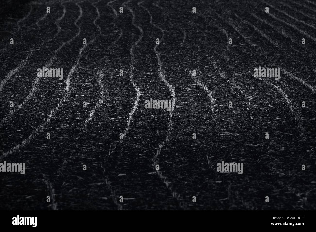 In bianco e nero la cultura delle righe del campo dopo il raccolto Foto Stock