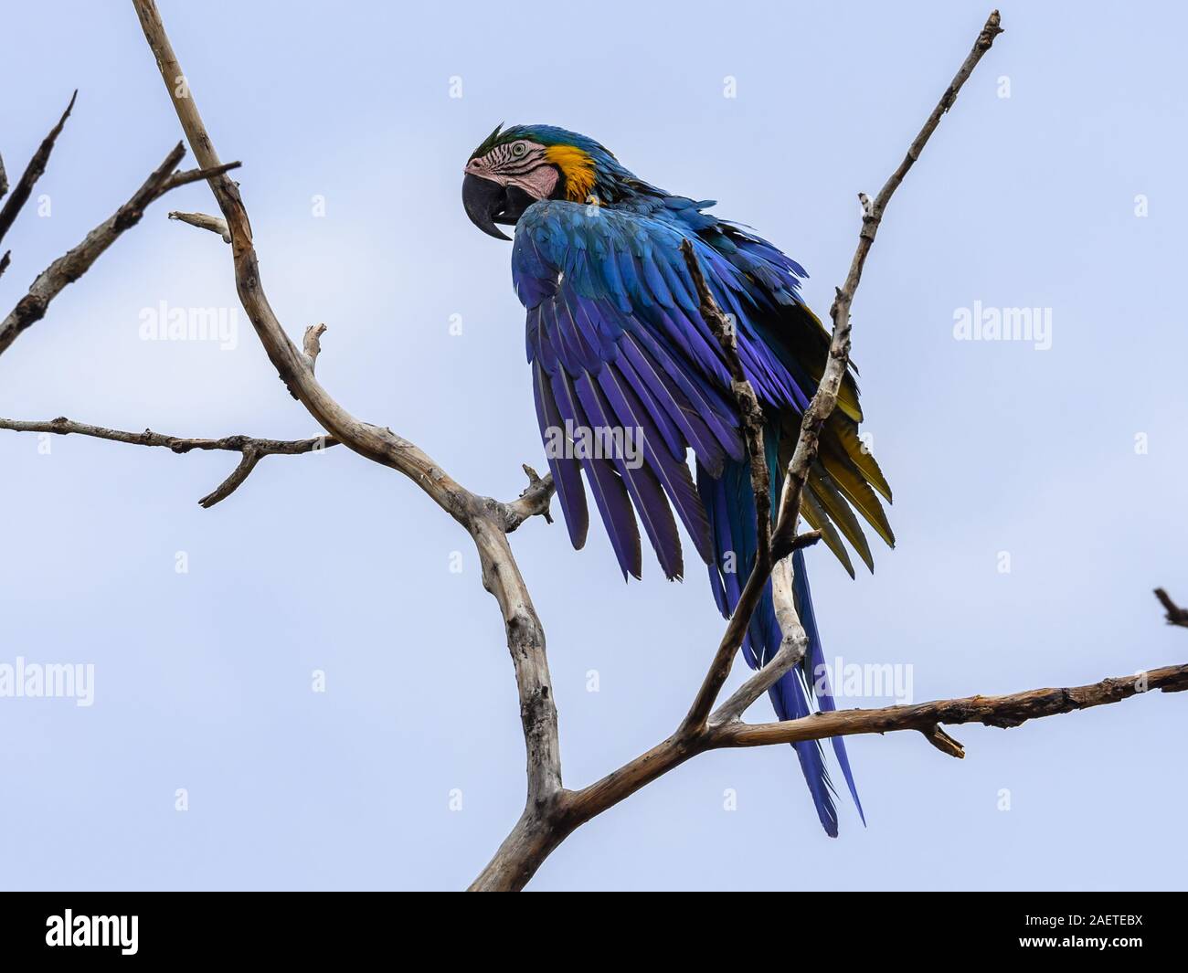 Un selvaggio blu-giallo Macaw (Ara ararauna) appollaiato su un ramo. Tocantins Brasile, Sud America. Foto Stock