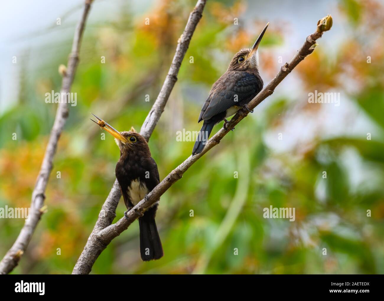 Un maschio marrone (Jacamar Brachygalba lugubris) cercando di impressionare la femmina con la sua cattura. Tocantins Brasile, Sud America. Foto Stock