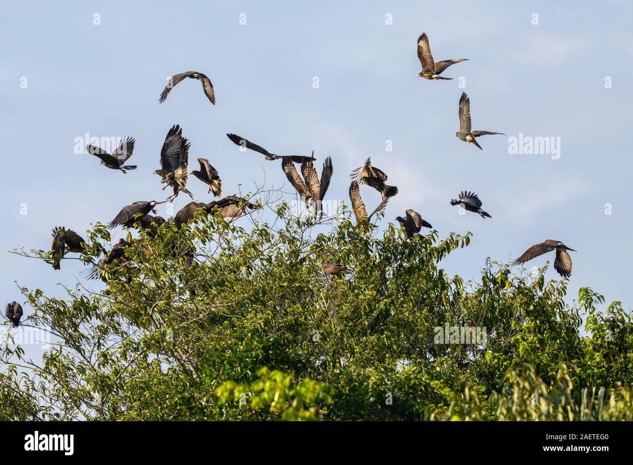 Un gregge lumaca Kites (Rostrhamus sociabilis) battenti fuori il loro giorno roost tree. Tocantins Brasile, Sud America. Foto Stock