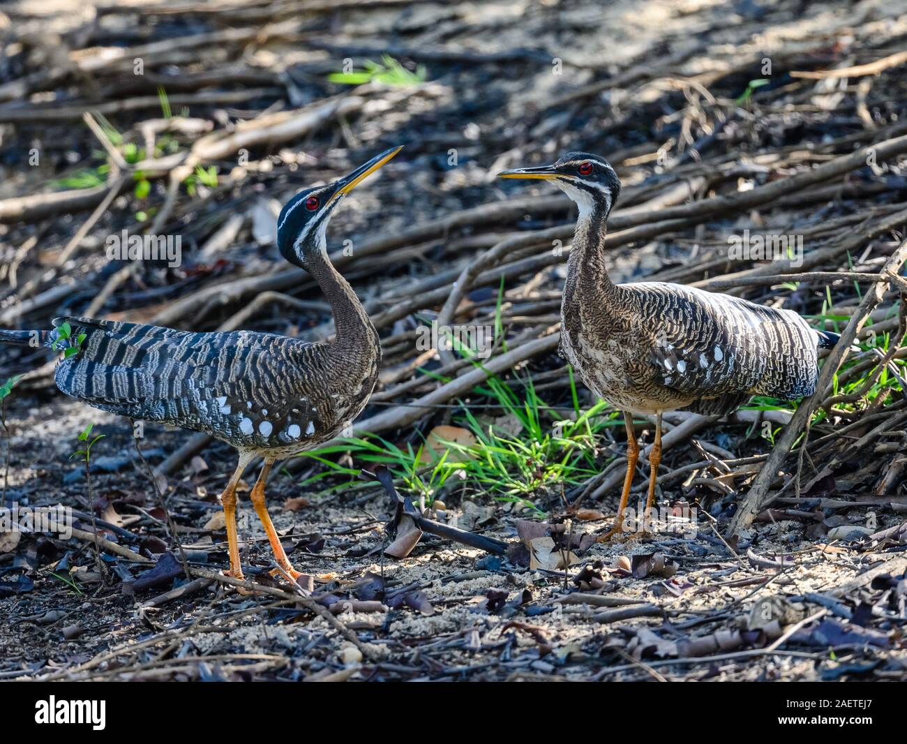 Una coppia Sunbitterns (Eurypyga helias) nella danza di corteggiamento. Tocantins Brasile, Sud America. Foto Stock