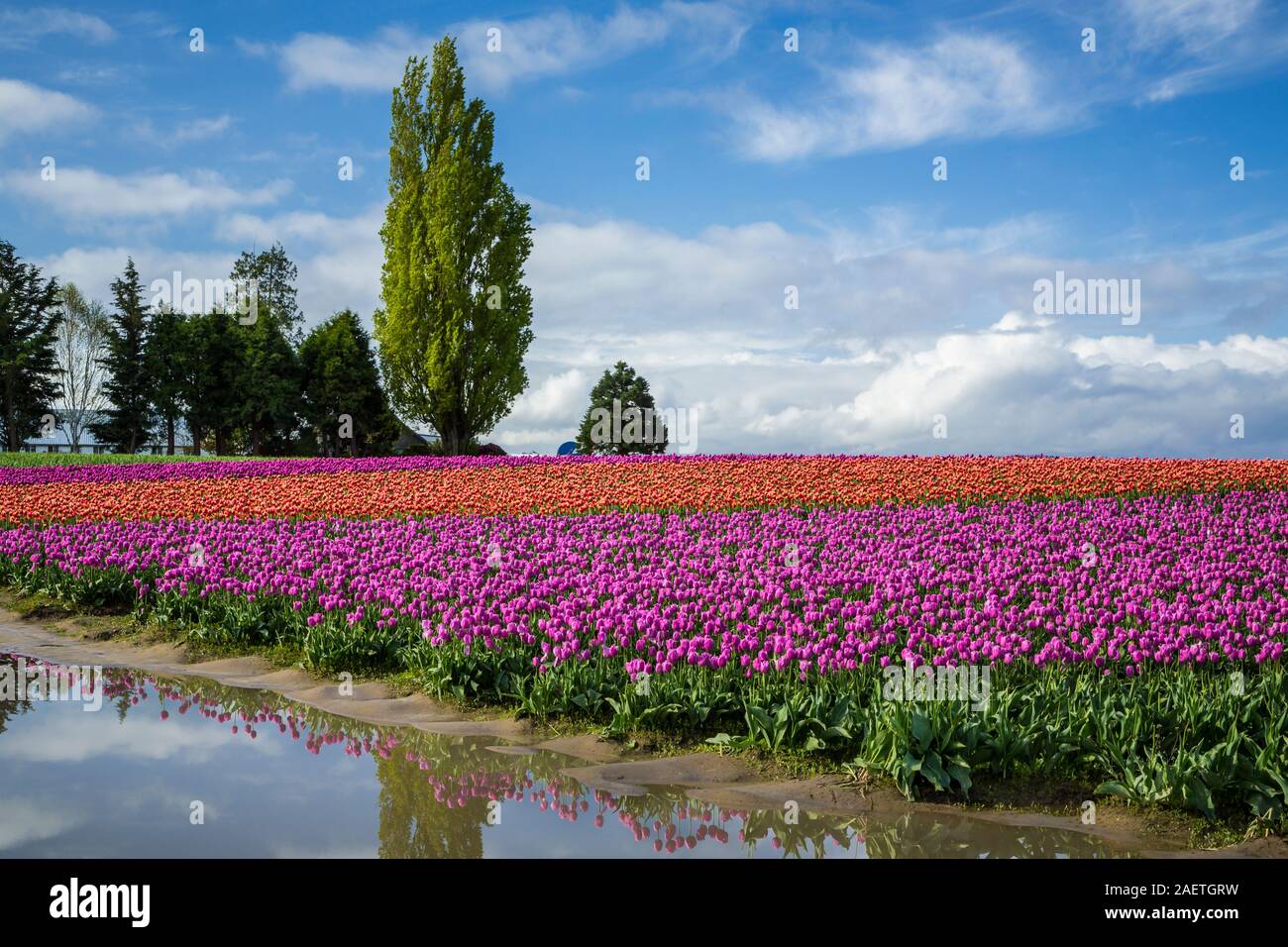 Roozengaarde tulip campi di tulipani vicino a Mount Vernon, Washington, Stati Uniti d'America. Foto Stock