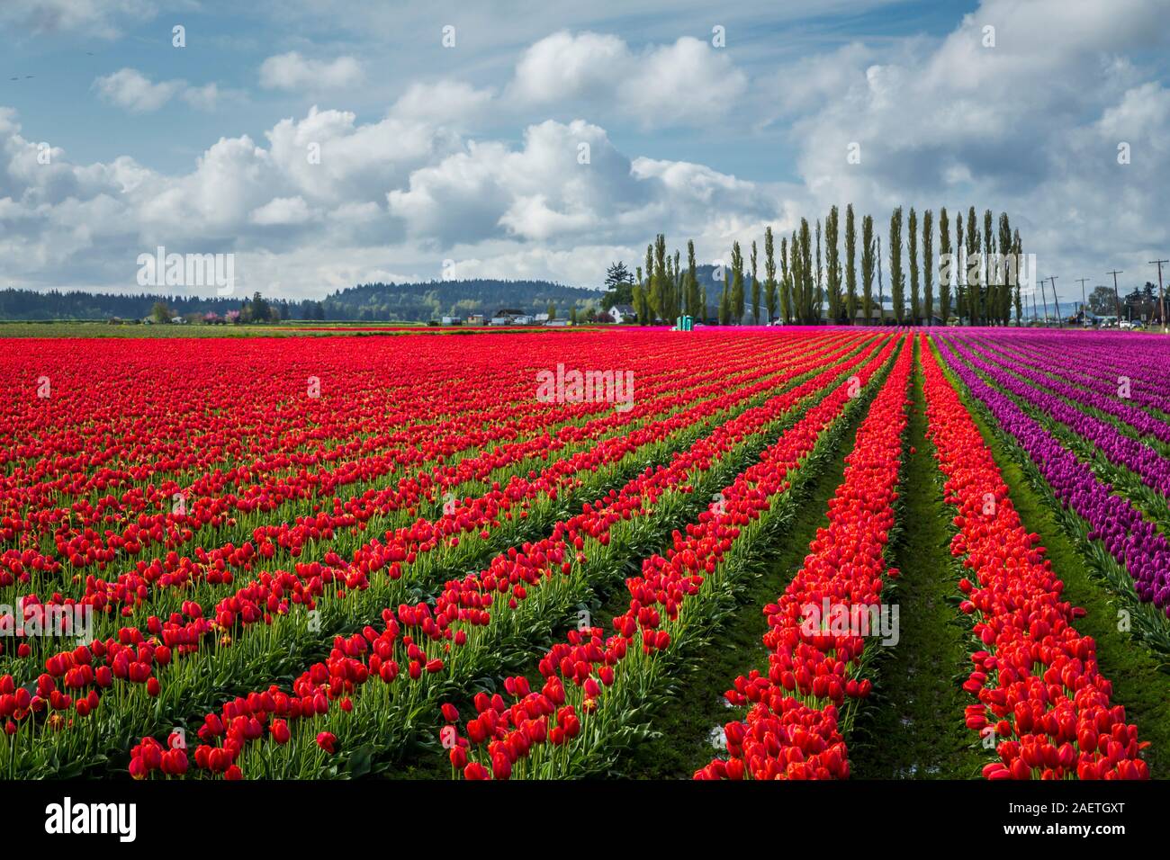 Roozengaarde tulip campi di tulipani vicino a Mount Vernon, Washington, Stati Uniti d'America. Foto Stock