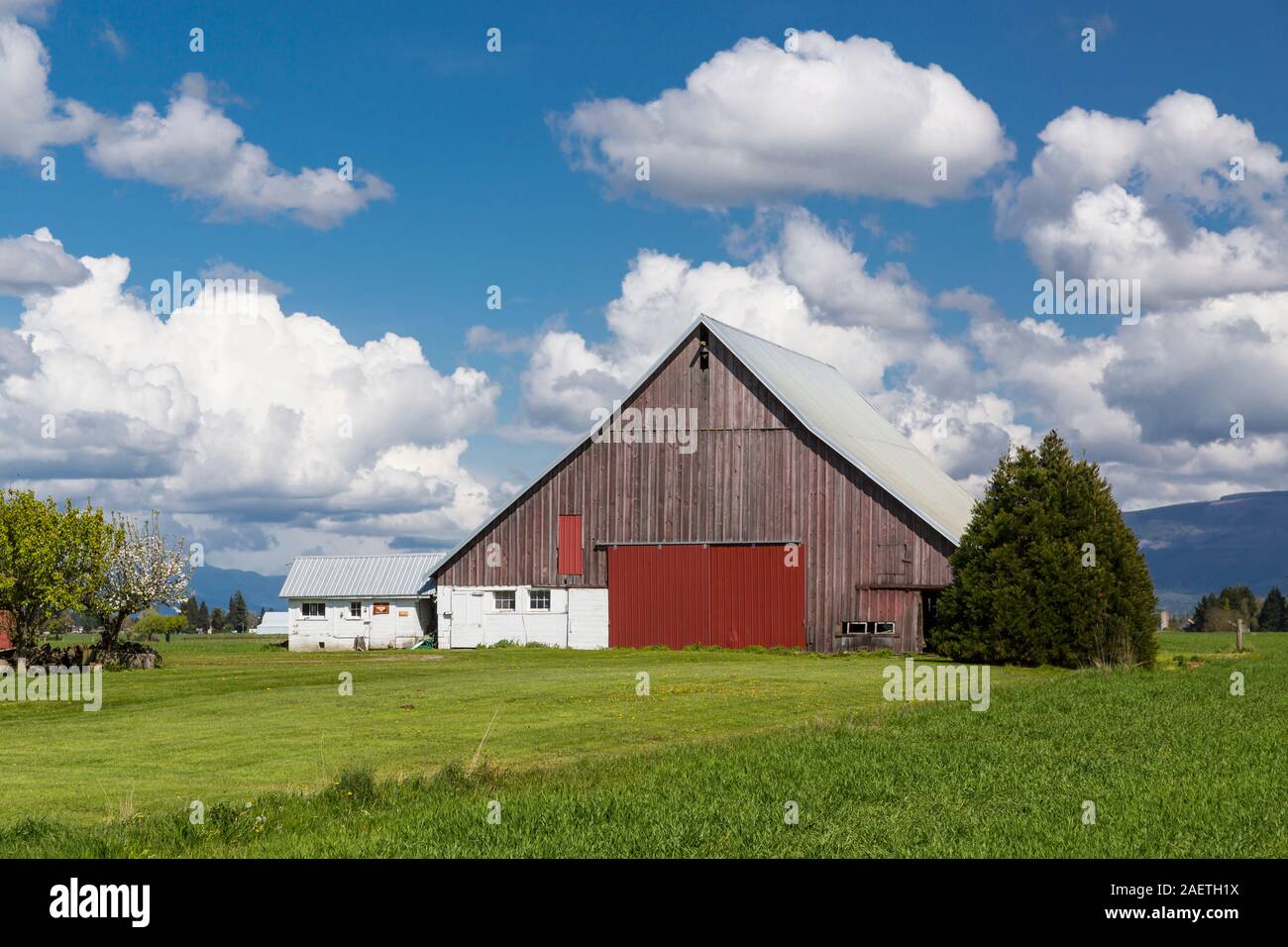 Una farm barn in Skagit River Valley, vicino a Mount Vernon, Washington, Stati Uniti d'America. Foto Stock