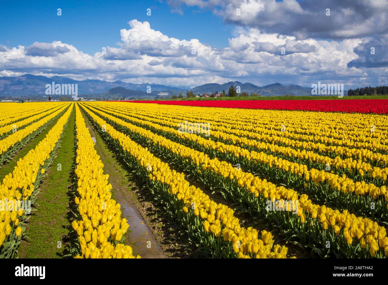Roozengaarde tulip campi di tulipani vicino a Mount Vernon, Washington, Stati Uniti d'America. Foto Stock