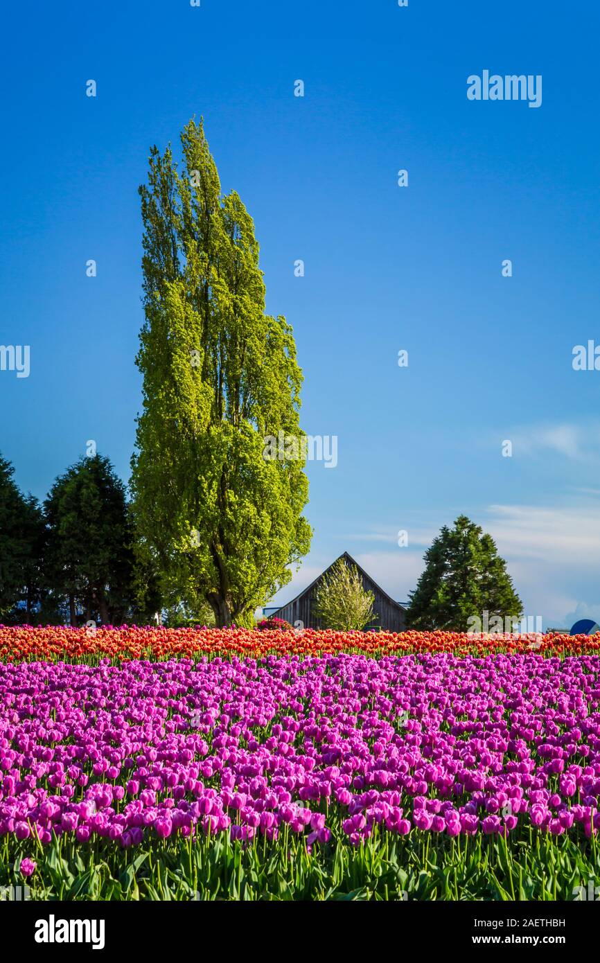 Roozengaarde tulip campi di tulipani vicino a Mount Vernon, Washington, Stati Uniti d'America. Foto Stock