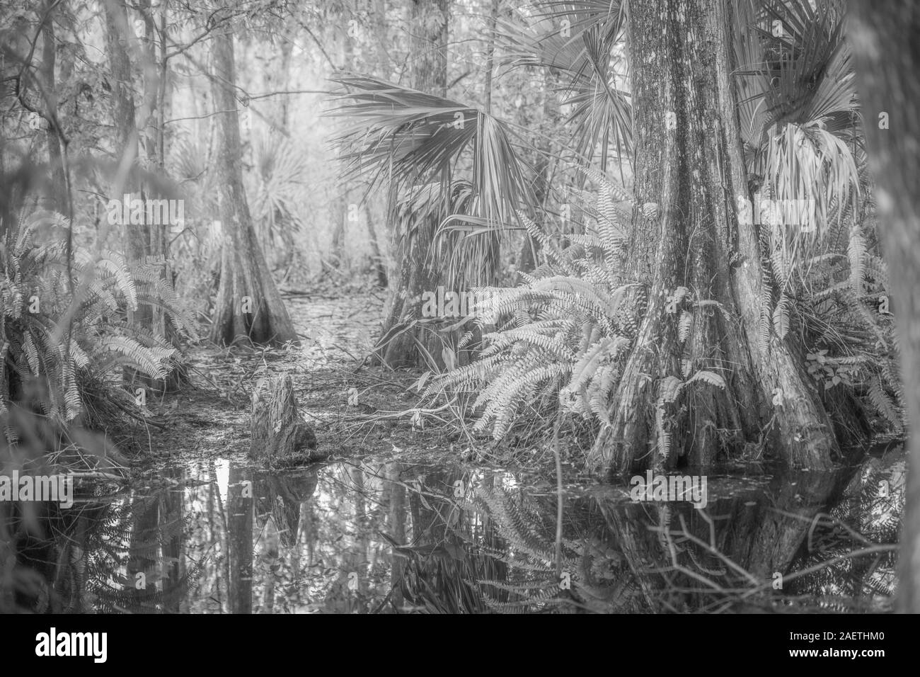 Rigogliosa vita vegetale che cresce in una zona umida, Naples, Florida. Foto Stock