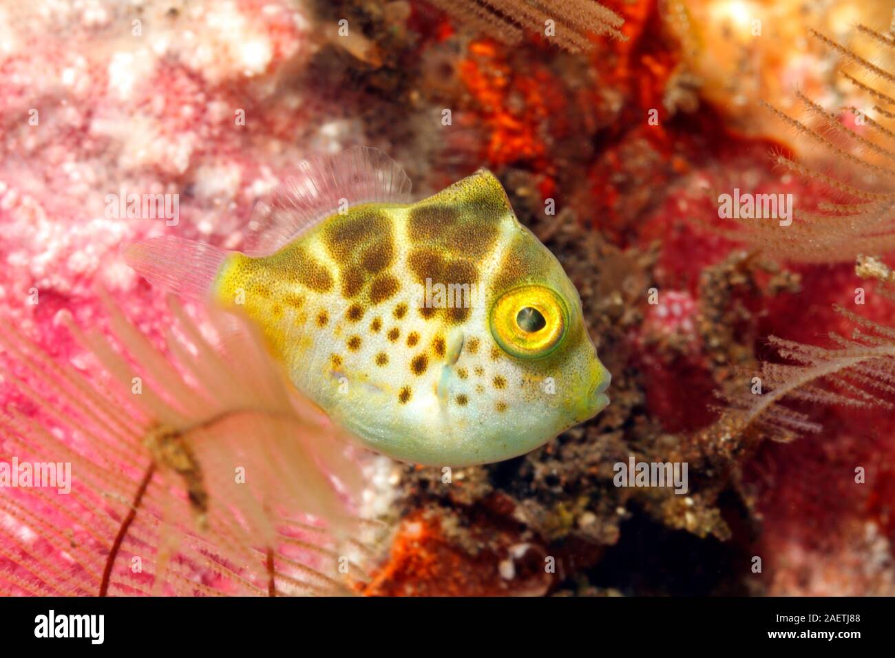 Mimic Filefish, Paraluteres prionurus. Colorazione giovanile. Questi pesci imitano il Toby sadled nero, Canthigaster valentini. Tulamben, Bali Foto Stock