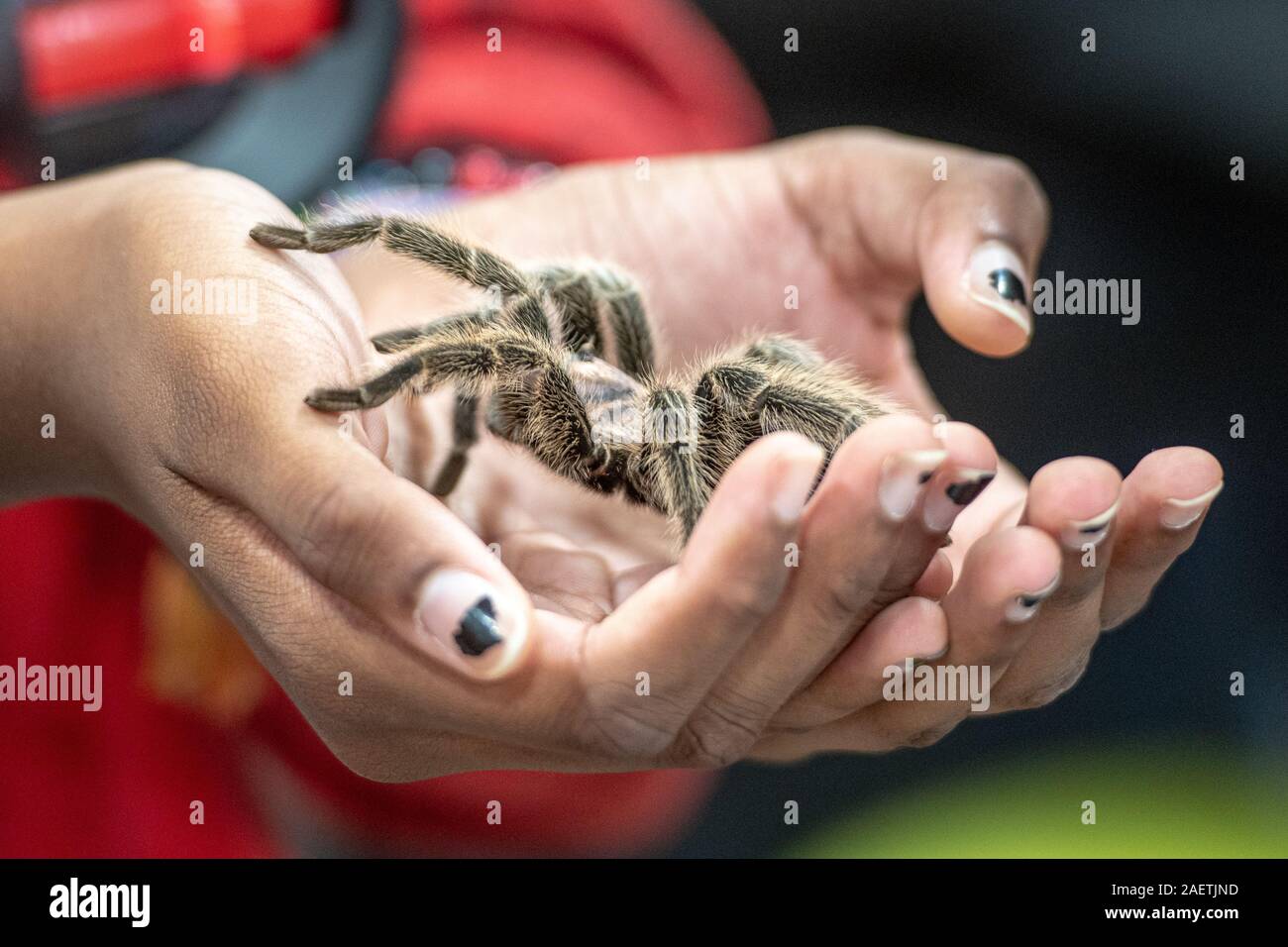 Un ragno peloso essendo tenuto in una mano, Maryland State Fair, Timonium, Maryland. Foto Stock