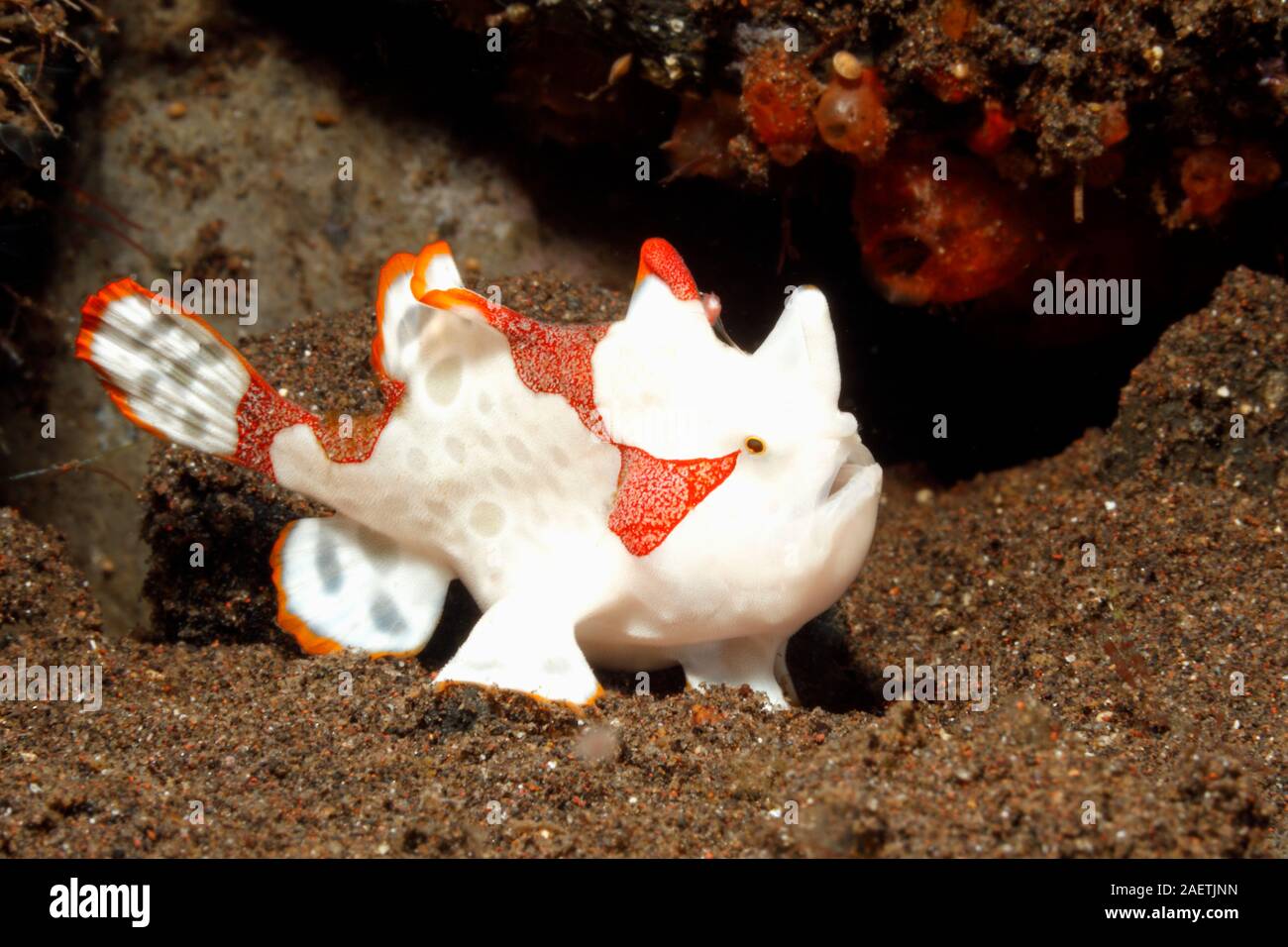 Rana pescatrice presenta verrucosa, noto anche come clown pesce rana, Antennarius maculatus,Tulamben; Bali, Indonesia, Mare di Bali, Oceano Indiano. Foto Stock