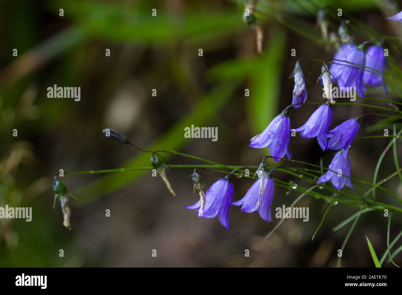 Lepre o campana Scottish bluebell nelle highlands con fresche gocce di pioggia Foto Stock