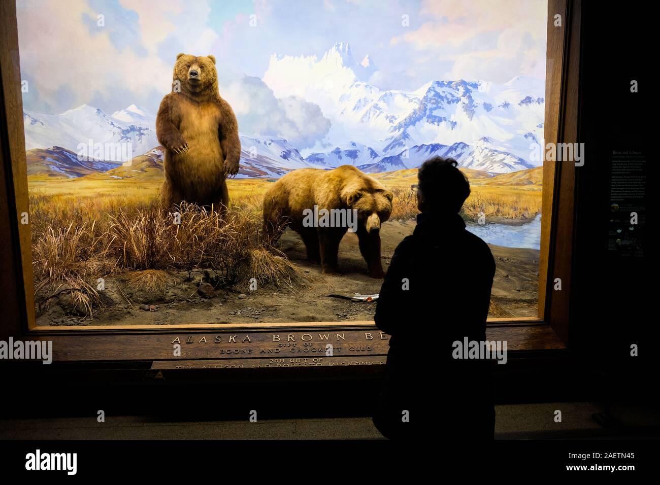 I visitatori al Museo Americano di Storia Naturale guardare i reperti esposti nel museo's Hall di North American mammiferi. Foto Stock
