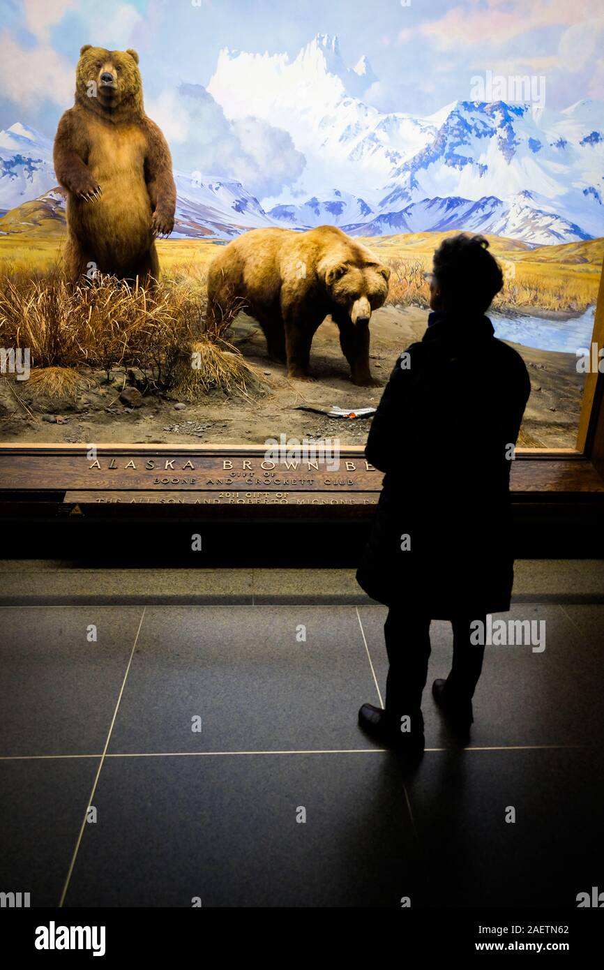 I visitatori al Museo Americano di Storia Naturale guardare i reperti esposti nel museo's Hall di North American mammiferi. Foto Stock