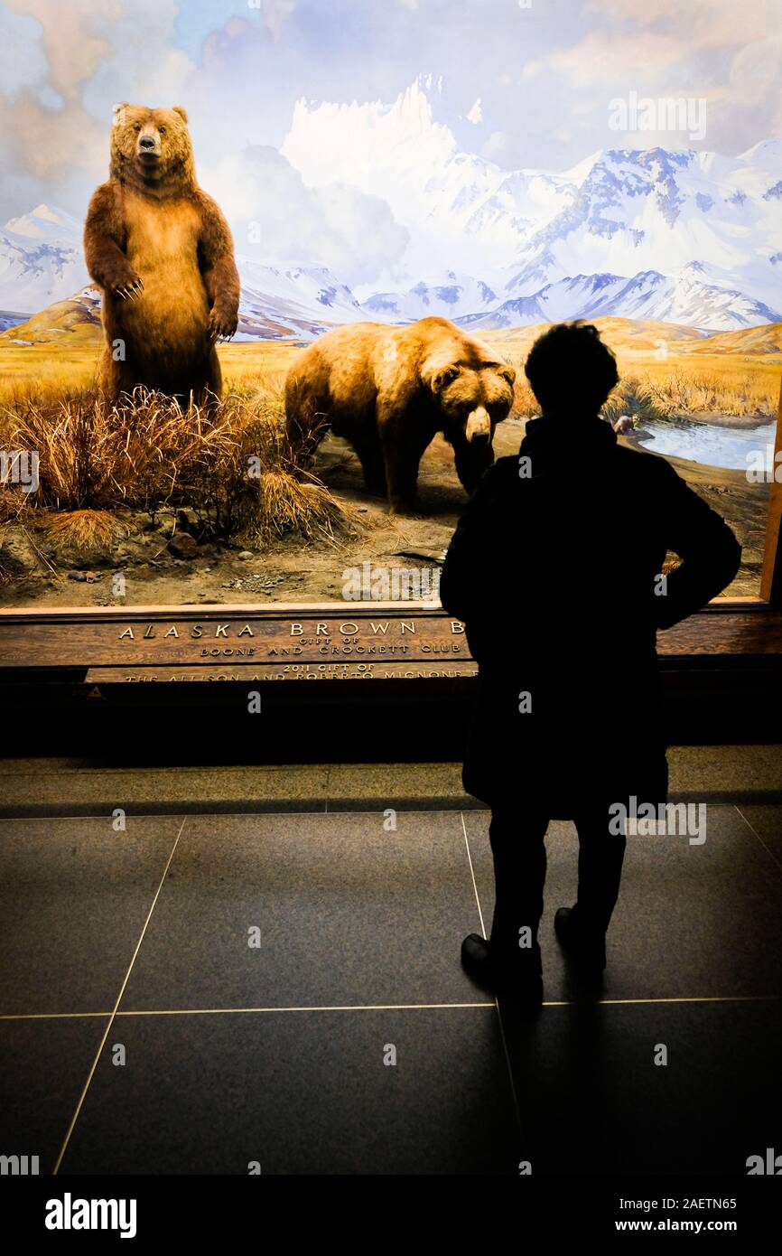 I visitatori al Museo Americano di Storia Naturale guardare i reperti esposti nel museo's Hall di North American mammiferi. Foto Stock
