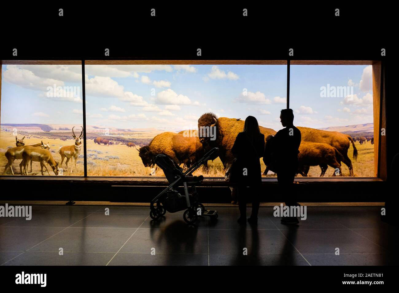 I visitatori al Museo Americano di Storia Naturale guardare i reperti esposti nel museo's Hall di North American mammiferi. Foto Stock