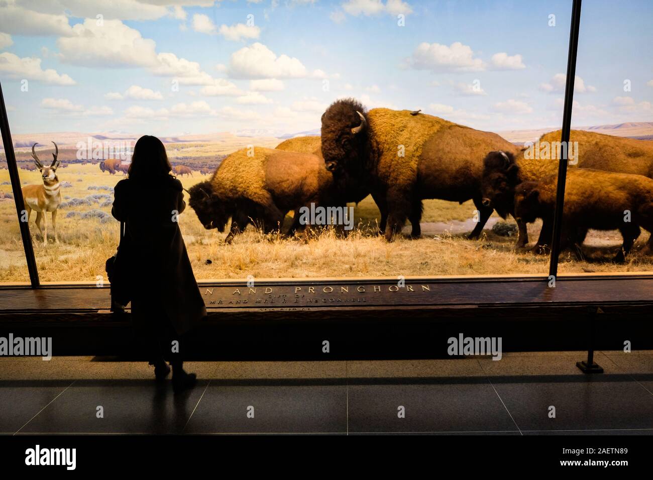 I visitatori al Museo Americano di Storia Naturale guardare i reperti esposti nel museo's Hall di North American mammiferi. Foto Stock