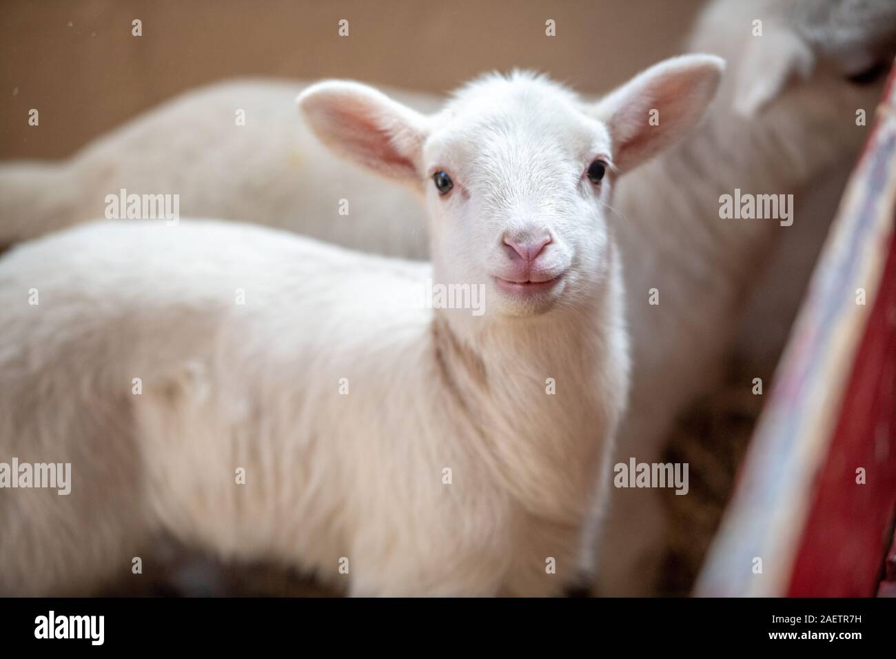 Agnello guarda attentamente nella fotocamera come la sua foto è stata scattata, pecore Granaio, UMD Campus, Maryland. Foto Stock