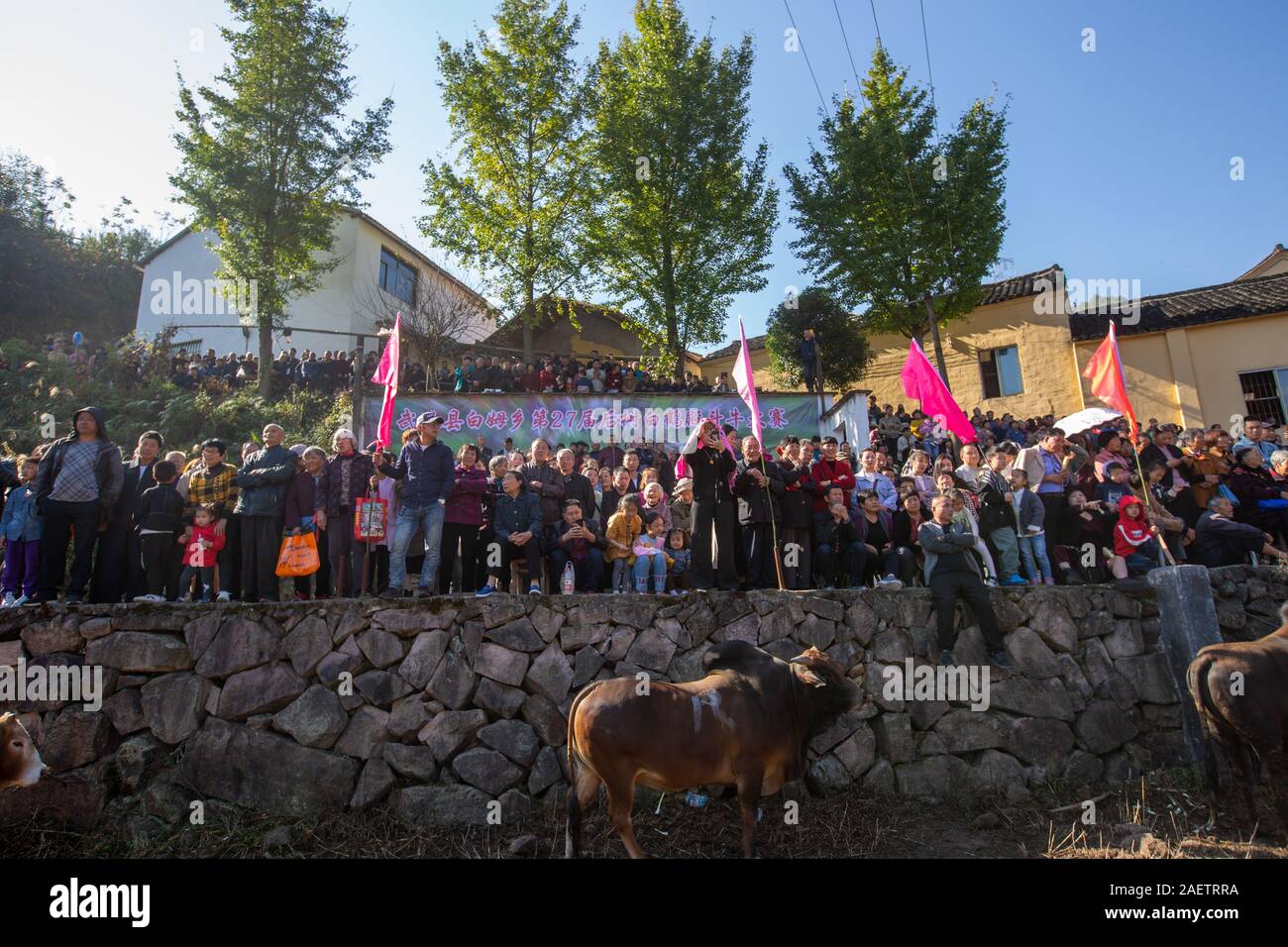 Le persone si radunano per guardare bull lotta al ventisettesimo Bull lotta concorrenza nel villaggio Houshu in Jinhua city, est della Cina di provincia dello Zhejiang, 3 novembre 2019 Foto Stock