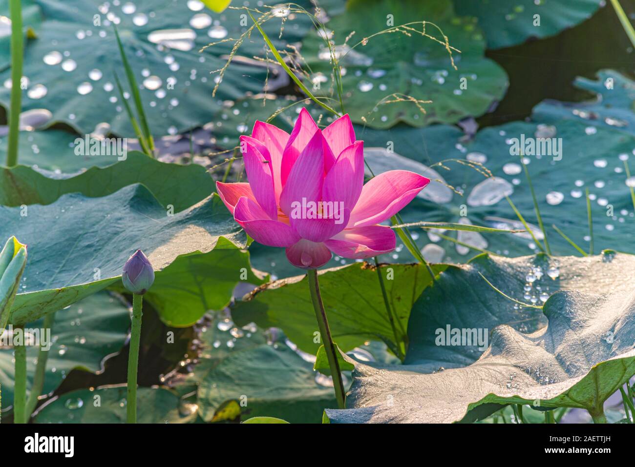 Bellissimo fiore di loto blooming sul laghetto con foglie di colore verde Foto Stock